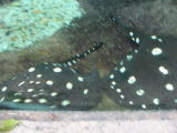Click on one of the size names above to enlarge this image Click on one of the size names above to enlarge this image