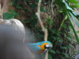 Click on one of the size names above to enlarge this image Click on one of the size names above to enlarge this image