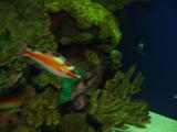 Click on one of the size names above to enlarge this image Click on one of the size names above to enlarge this image