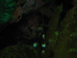 Click on one of the size names above to enlarge this image Click on one of the size names above to enlarge this image