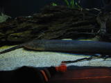 Click on one of the size names above to enlarge this image Click on one of the size names above to enlarge this image