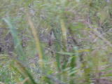 Click on one of the size names below to enlarge this image