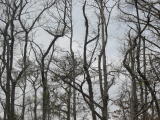 Click on one of the size names below to enlarge this image