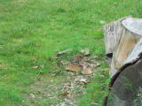Click on one of the size names above to enlarge this image Click on one of the size names above to enlarge this image
