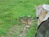 Click on one of the size names above to enlarge this image Click on one of the size names above to enlarge this image