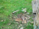 Click on one of the size names above to enlarge this image Click on one of the size names above to enlarge this image