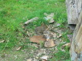 Click on one of the size names above to enlarge this image Click on one of the size names above to enlarge this image