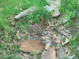 Click on one of the size names above to enlarge this image Click on one of the size names above to enlarge this image