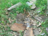 Click on one of the size names above to enlarge this image Click on one of the size names above to enlarge this image