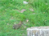 Click on one of the size names above to enlarge this image Click on one of the size names above to enlarge this image
