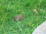 Click on one of the size names above to enlarge this image Click on one of the size names above to enlarge this image