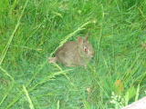 Click on one of the size names above to enlarge this image Click on one of the size names above to enlarge this image