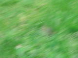 Click on one of the size names above to enlarge this image Click on one of the size names above to enlarge this image