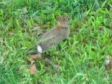 Click on one of the size names above to enlarge this image Click on one of the size names above to enlarge this image