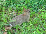 Click on one of the size names above to enlarge this image Click on one of the size names above to enlarge this image