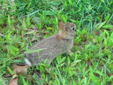 Click on one of the size names above to enlarge this image Click on one of the size names above to enlarge this image