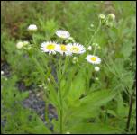 Click on one of the size names below to enlarge this image Click on one of the size names below to enlarge this image