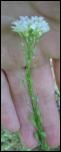 Click on one of the size names above to enlarge this image Click on one of the size names above to enlarge this image