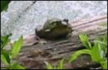Click on one of the size names above to enlarge this image Click on one of the size names above to enlarge this image