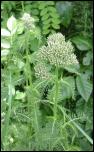 Click on one of the size names above to enlarge this image Click on one of the size names above to enlarge this image