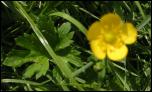 Click on one of the size names above to enlarge this image Click on one of the size names above to enlarge this image