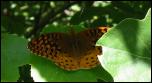 Click on one of the size names above to enlarge this image Click on one of the size names above to enlarge this image