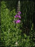 Click on one of the size names above to enlarge this image Click on one of the size names above to enlarge this image