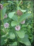 Click on one of the size names above to enlarge this image Click on one of the size names above to enlarge this image