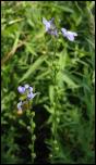 Click on one of the size names above to enlarge this image Click on one of the size names above to enlarge this image