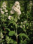 Click on one of the size names above to enlarge this image Click on one of the size names above to enlarge this image