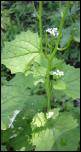 Click on one of the size names below to enlarge this image Click on one of the size names below to enlarge this image