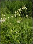Click on one of the size names below to enlarge this image Click on one of the size names below to enlarge this image