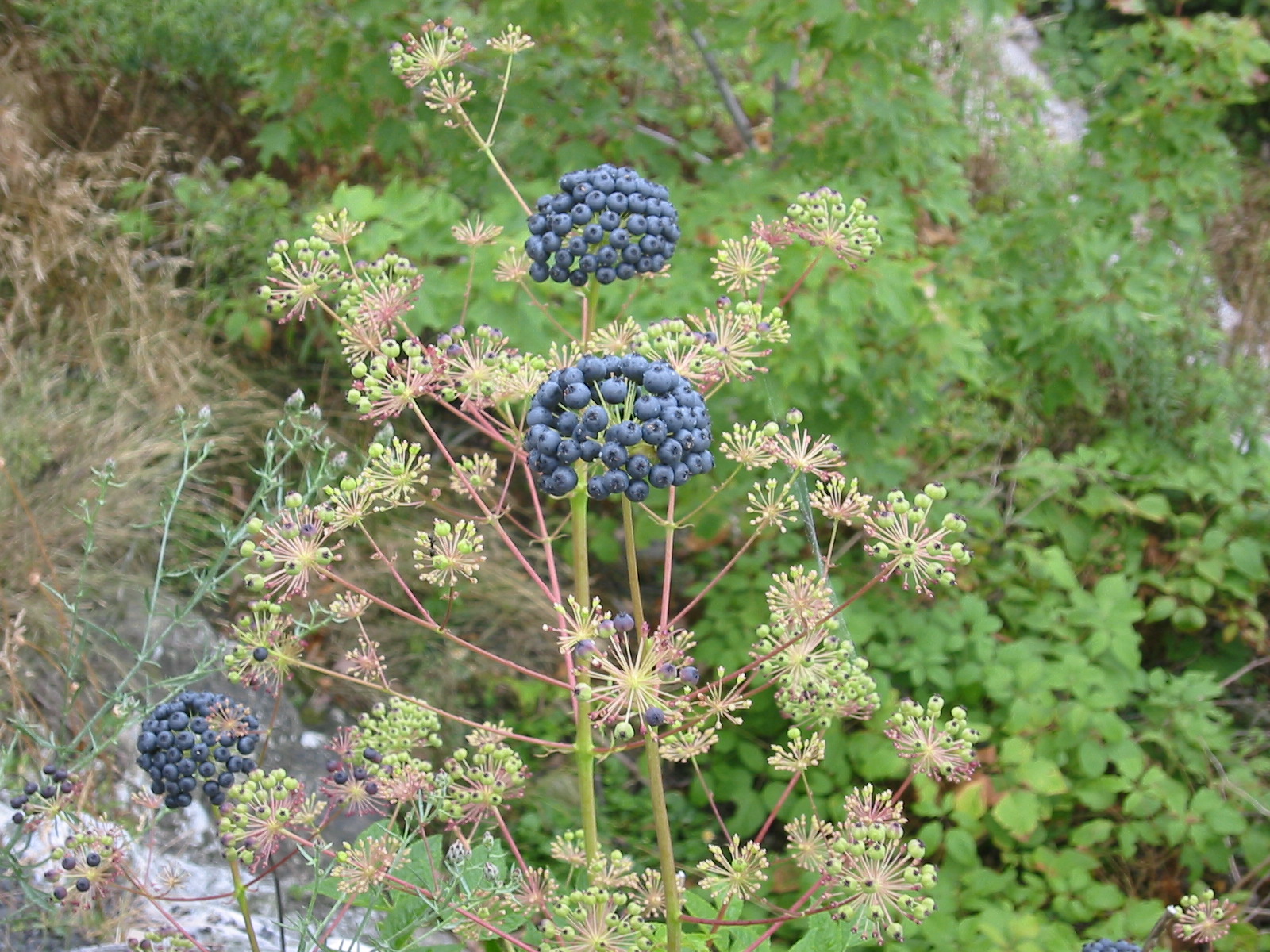 Wild Sarsaparilla, Aralia