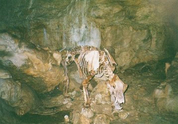 Skeleton