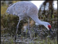 Cranes10