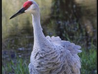 Cranes11
