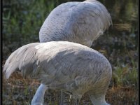 Cranes12