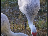 Cranes13