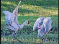 Cranes14