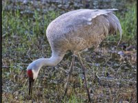 Cranes16