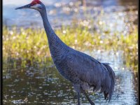Cranes17