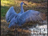 Cranes18