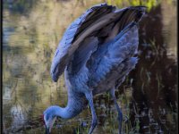 Cranes19