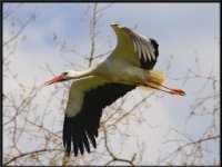 Cranes2