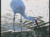 Cranes20