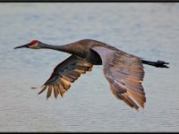 Cranes21