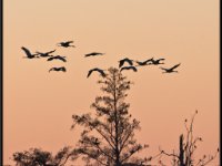 Cranes23