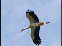 Cranes5
