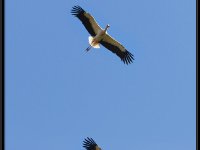 Cranes6