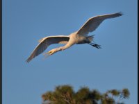 Cranes7